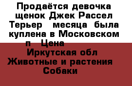 Продаётся девочка щенок Джек Рассел Терьер 4 месяца, была куплена в Московском п › Цена ­ 17 000 - Иркутская обл. Животные и растения » Собаки   